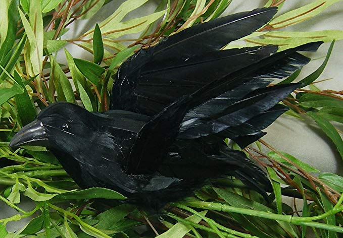 The-Crow--Flying-Crow